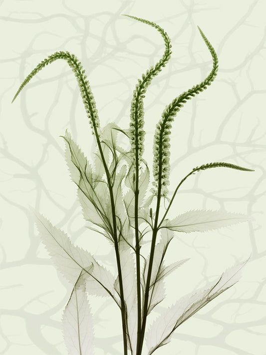 Image Only