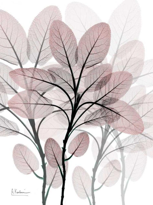 Image Only