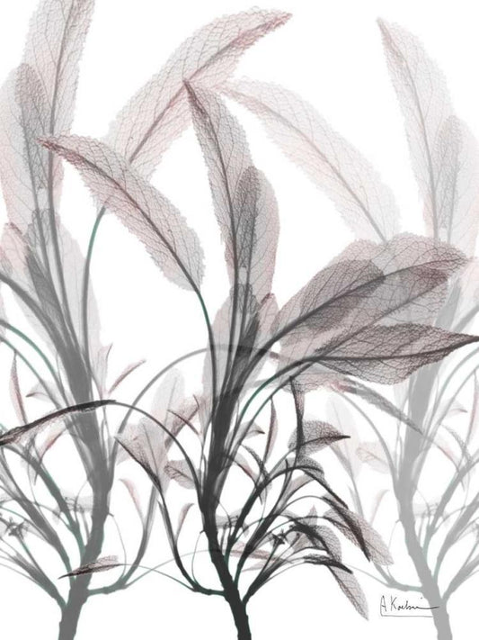 Image Only