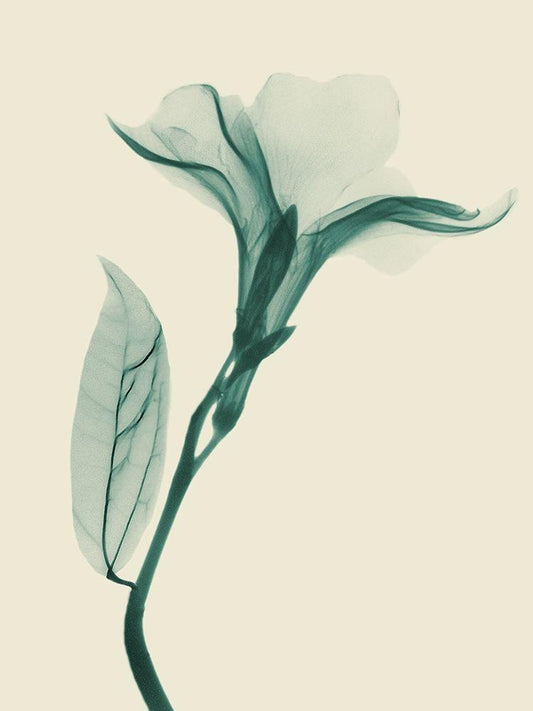 Image Only