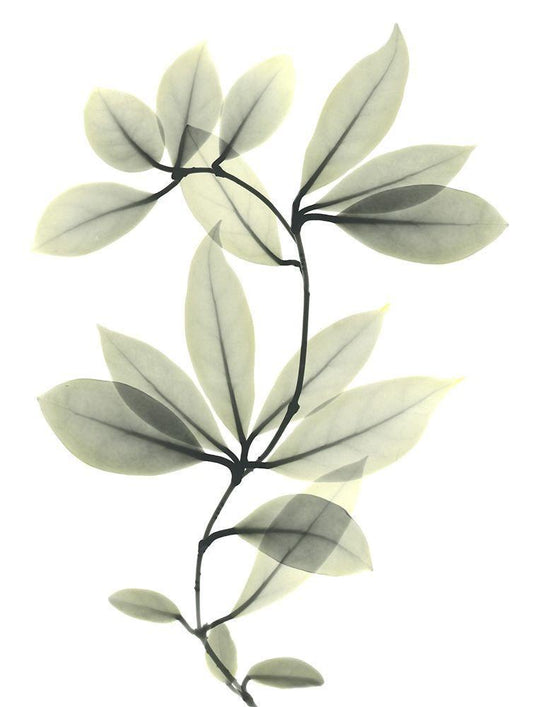 Image Only