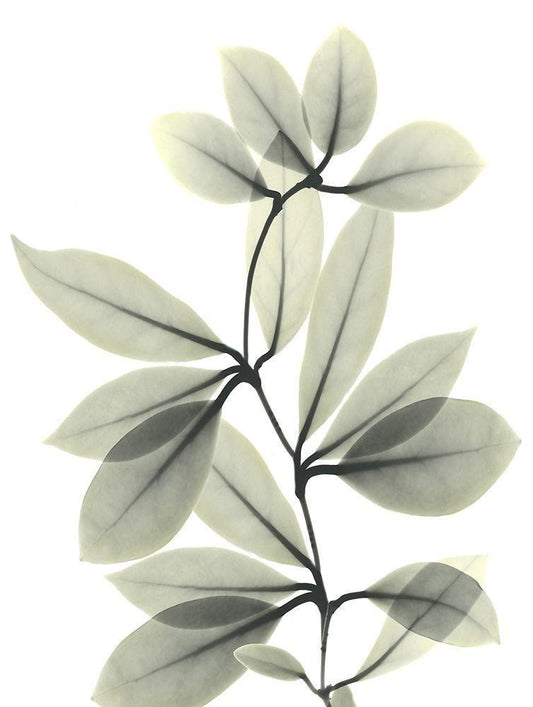 Image Only