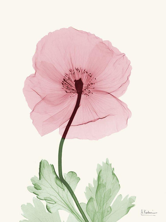 Image Only