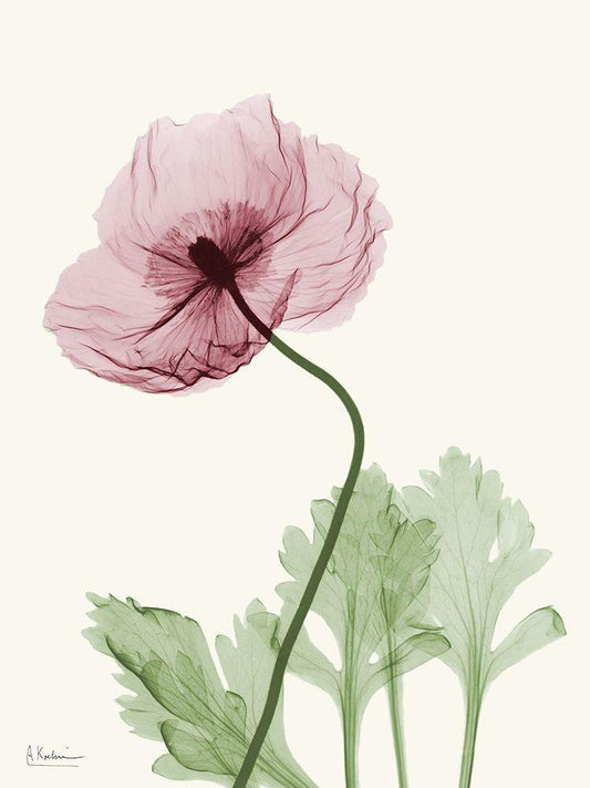 Image Only