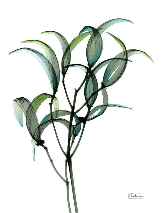 Image Only