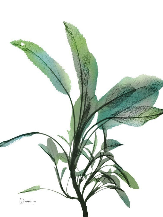 Image Only