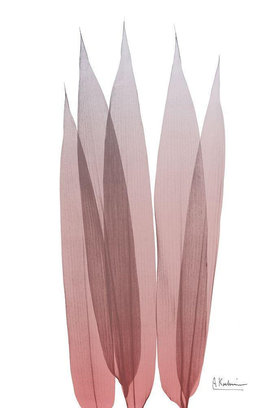 Image Only