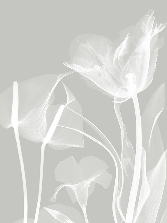 Image Only