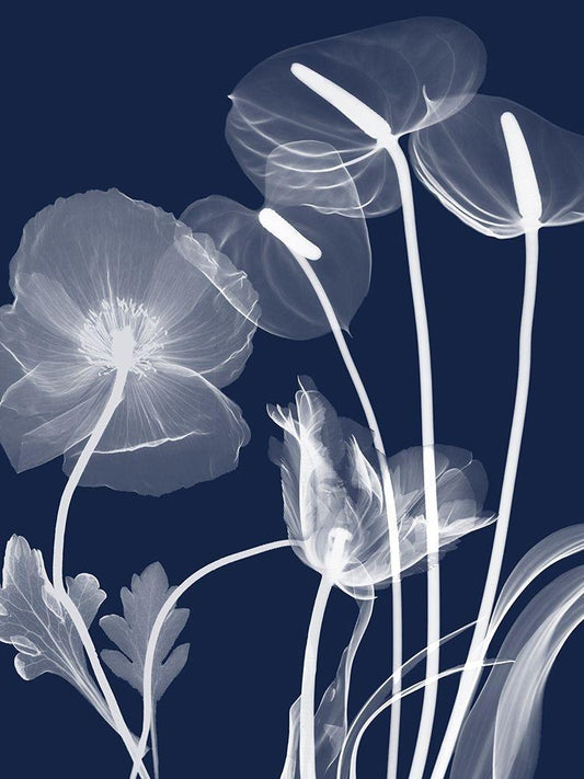 Image Only