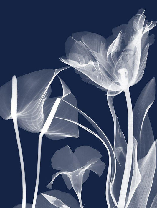 Image Only