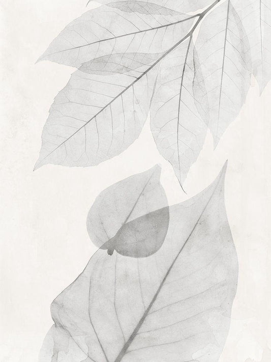 Image Only