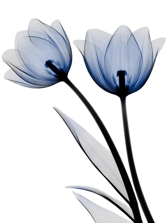 Image Only