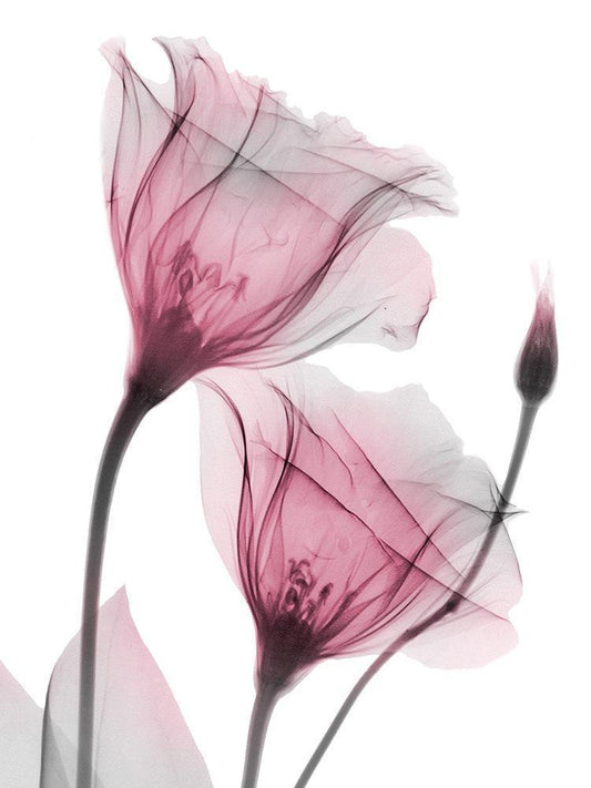 Image Only