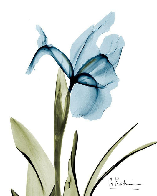 Image Only