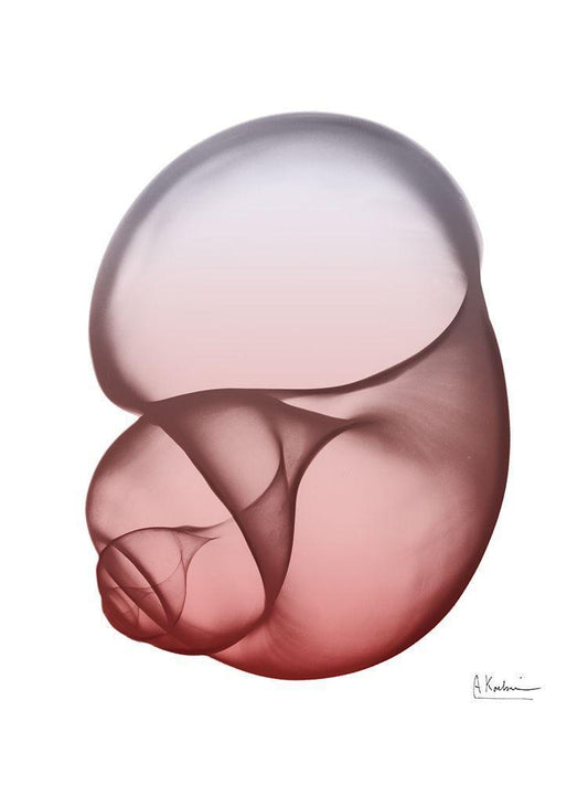 Image Only