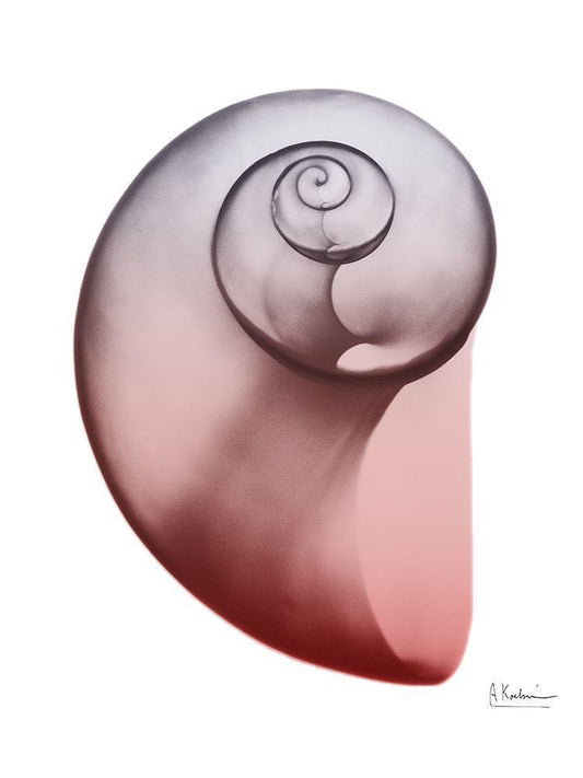 Image Only