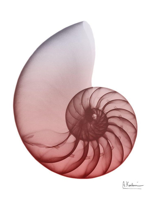 Image Only
