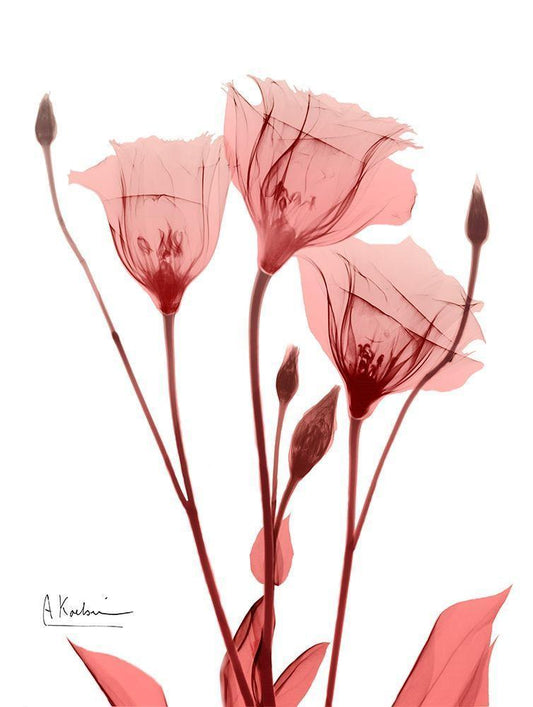 Image Only