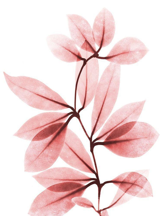 Image Only