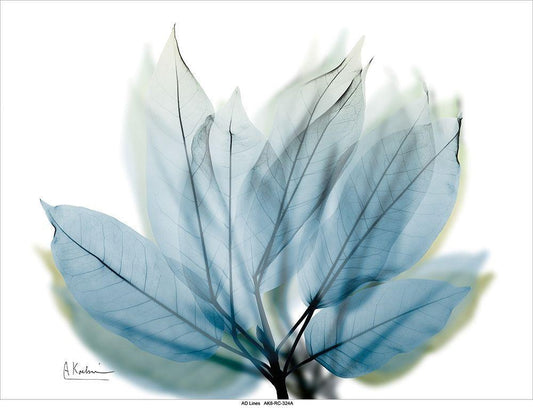 Image Only