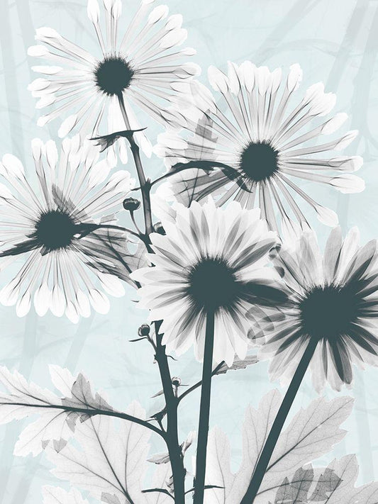 Image Only