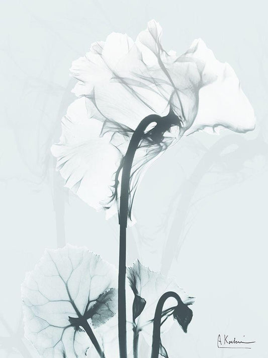 Image Only