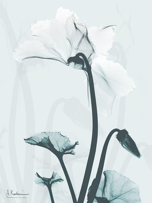 Image Only