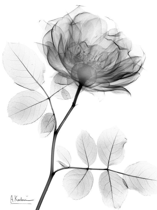 Image Only