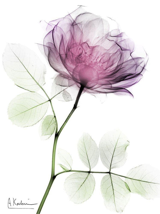 Image Only