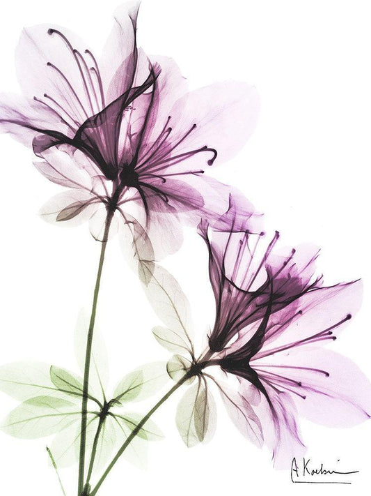 Image Only