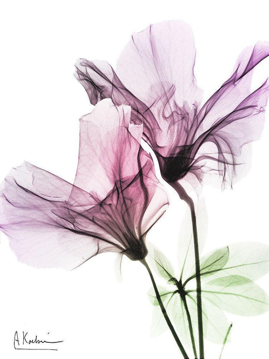 Image Only