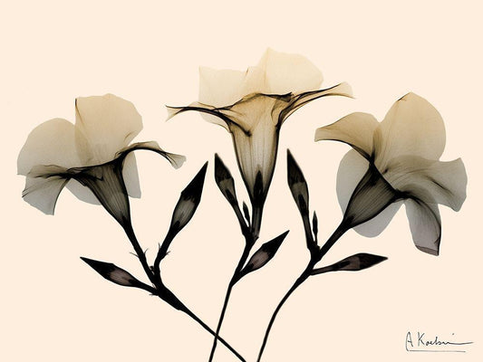 Image Only