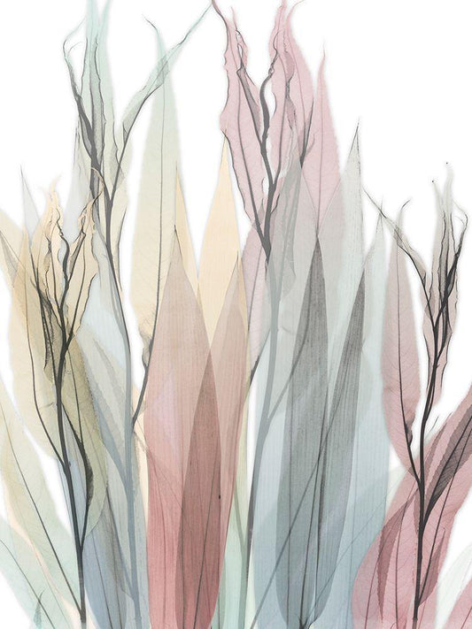 Image Only