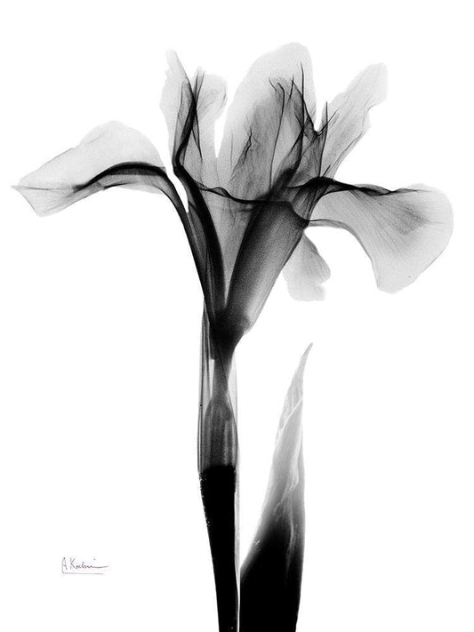 Image Only