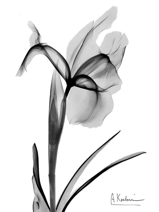 Image Only