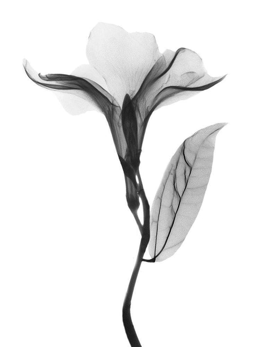 Image Only