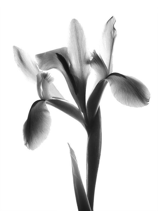 Image Only