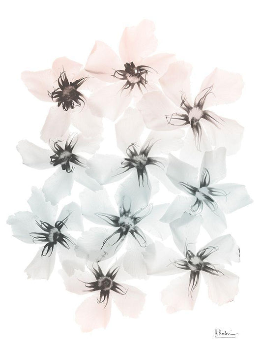 Image Only