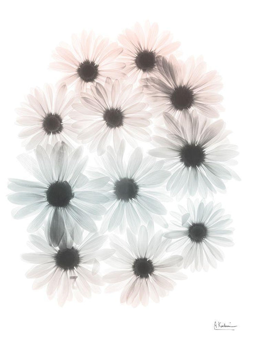 Image Only