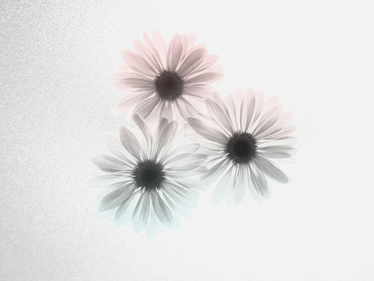 Image Only