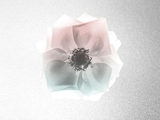 Image Only