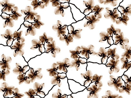Image Only