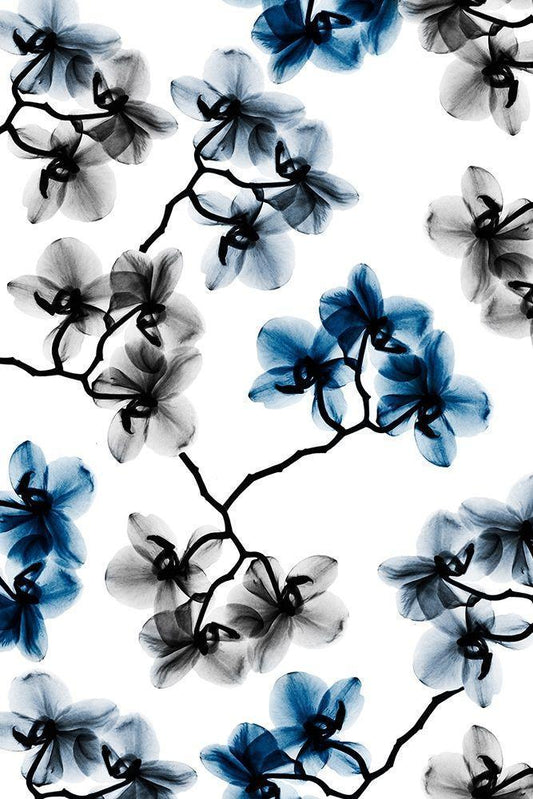 Image Only
