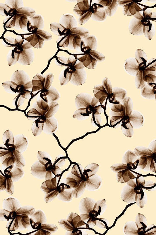 Image Only