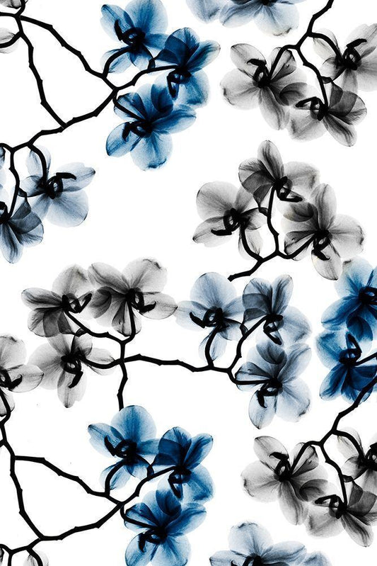Image Only