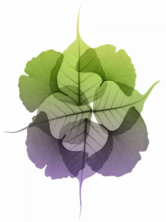 Image Only