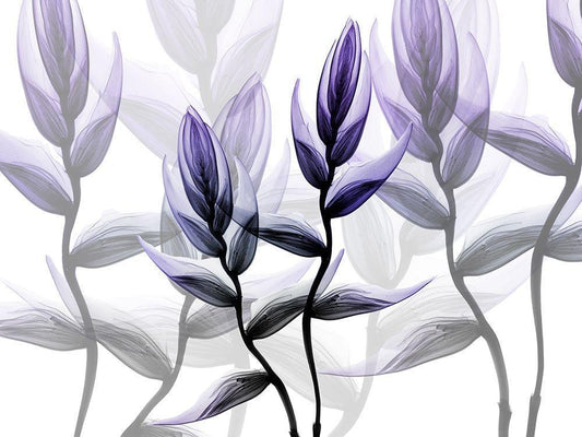 Image Only
