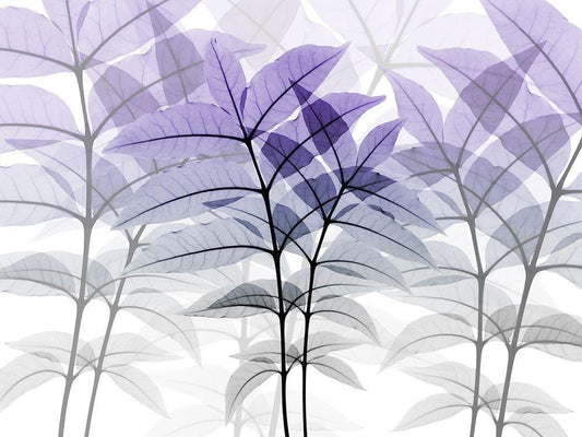 Image Only