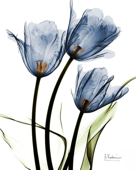 Image Only