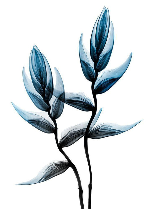 Image Only